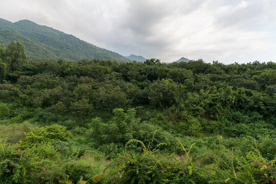 郁郁葱葱山林