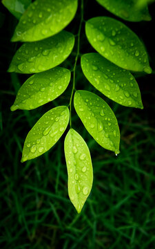 沾满雨珠的绿叶