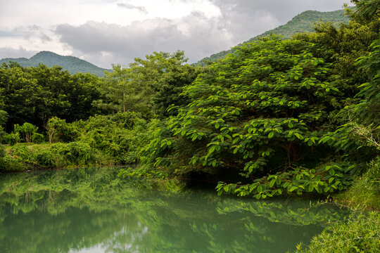 茂密树林倒映水中