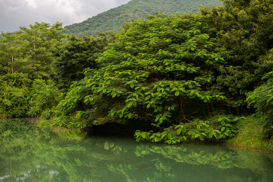 郁郁葱葱绿色植被