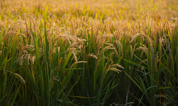 黄河岸畔水稻成熟