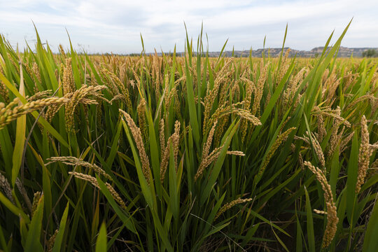 黄河岸畔水稻成熟