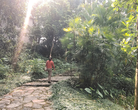 绿色植物