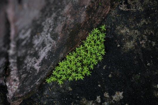 角落里的苔藓