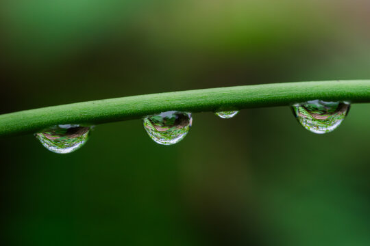 植物上的雨滴