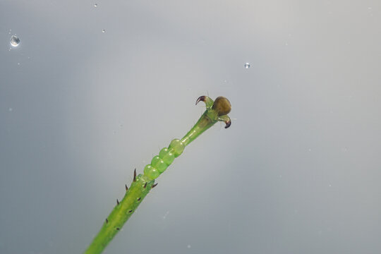 昆虫脚