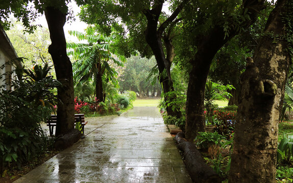 雨后树林小路