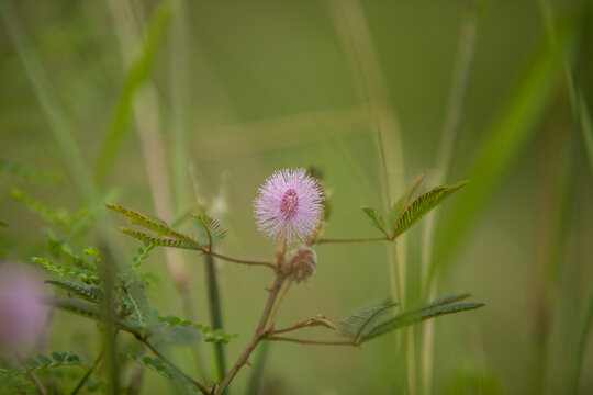 胡枝子花