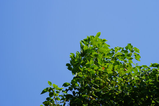 蓝天下的樟树叶