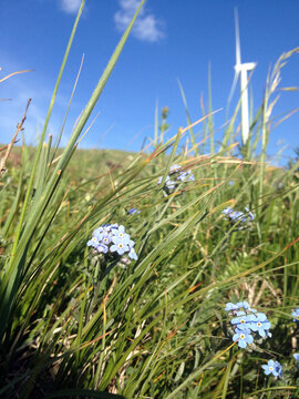 草原上蓝色的小野花