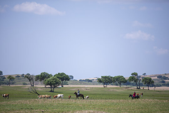 草原骑马放牧的生活