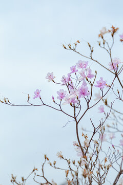 杜鹃花映山红