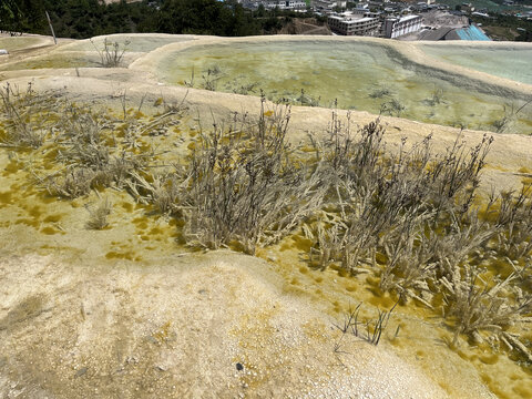 沙砾岩石中水底植物