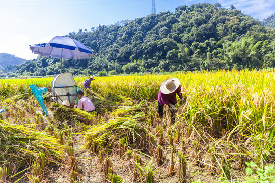 人工收割水稻场景