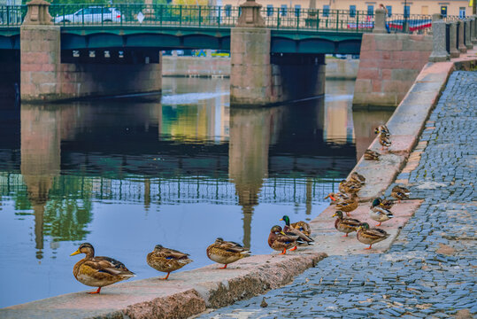 圣彼得堡早晨河边的野鸭