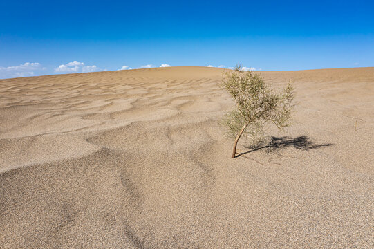 沙漠中独一株梭梭树