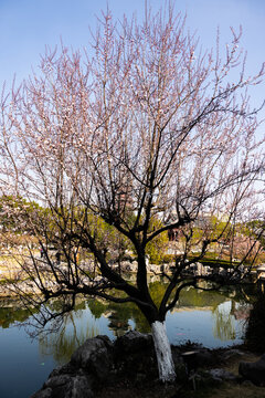 樱花树