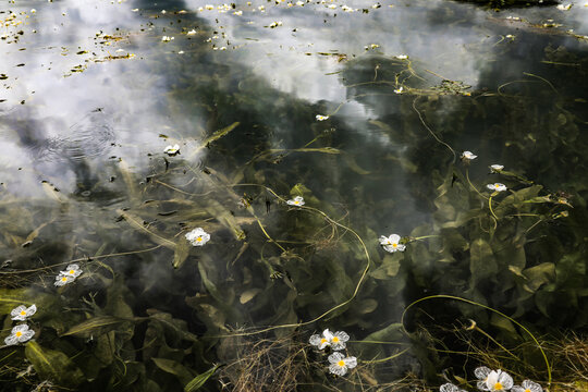 云南丽江泸沽湖水性杨花