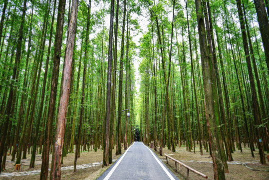 山王坪水杉林自然风光