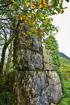 山王坪石林自然风光