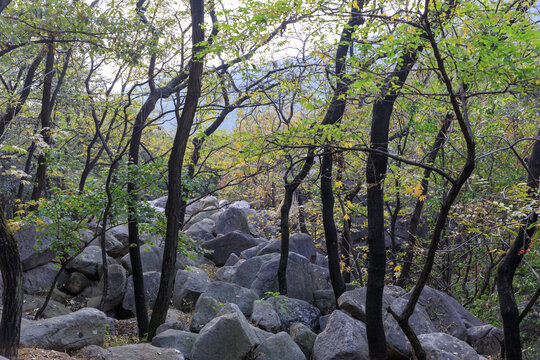 秋日山林