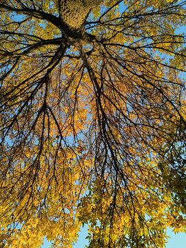 仰望秋天的树