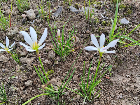 野花白色小花