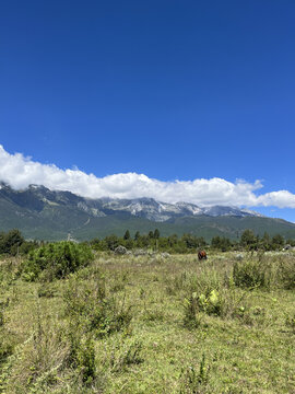 高山草甸