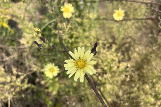 翅果菊