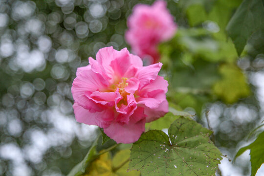 芙蓉花