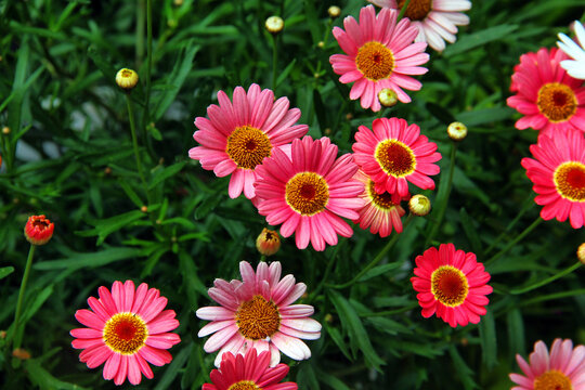 粉色小菊花特写