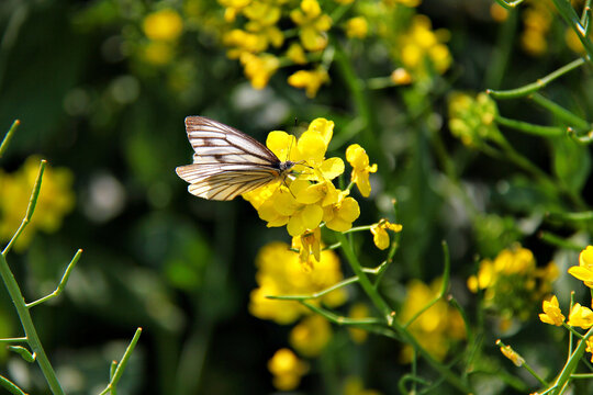 白色蝴蝶黄色花儿