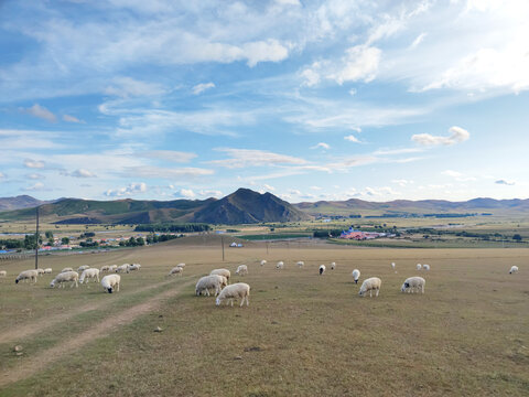 羊群草坡吃草远山草原风光
