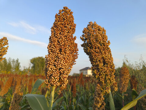 沉甸甸高粱穗