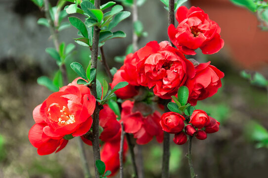 红色盆栽海棠花