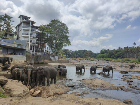 大象孤儿院1