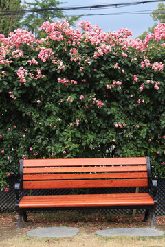 蔷薇花墙下的座椅