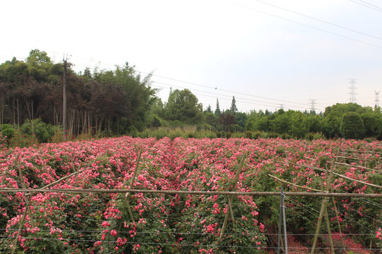 弄花里蔷薇花园花海