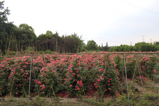 弄花里蔷薇花海