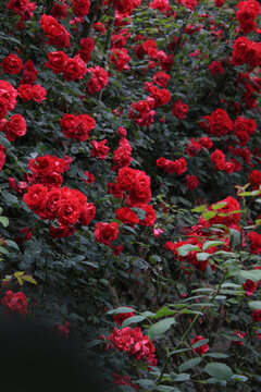 浪漫的红色蔷薇花瀑