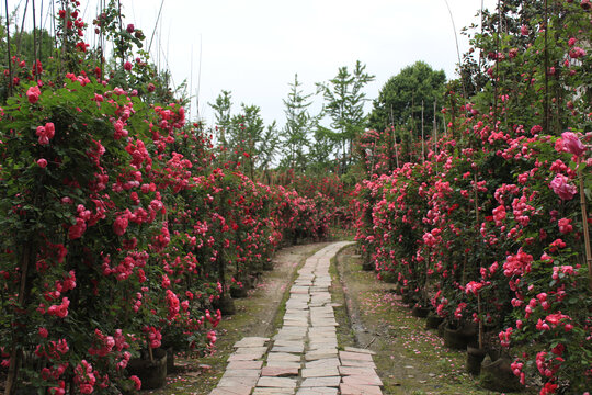蔷薇苗圃园