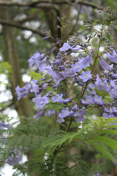 蓝花楹特写花枝