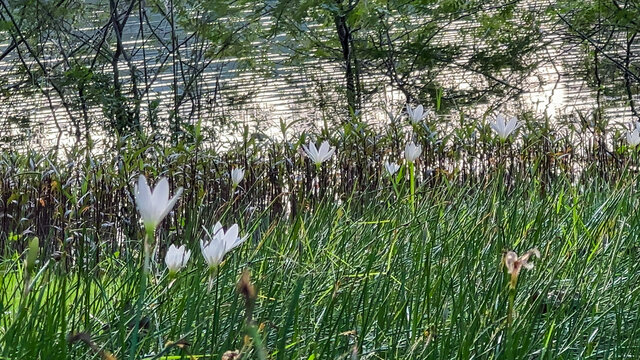 湖边小白花