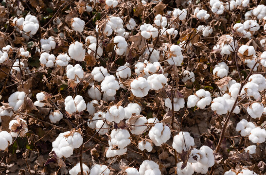 新疆成熟长绒棉花