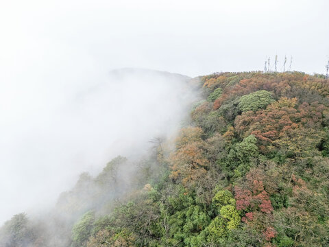 金佛山的秋季森林