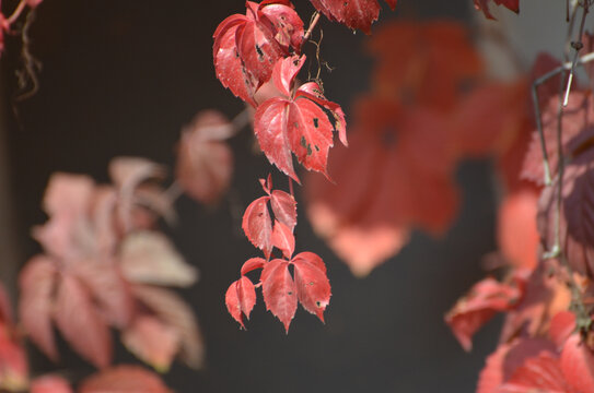红色秋叶