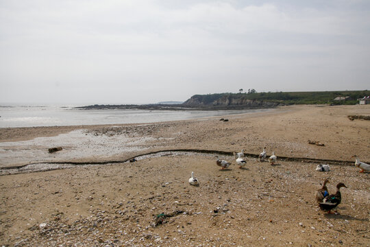 海边的沙滩上有一群野鸭子