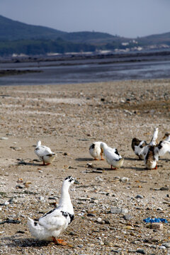 沙滩上有一群可爱的野鸭子