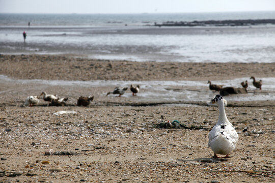沙滩上可爱的野鸭子