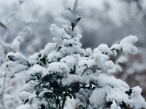 树叶上的雪